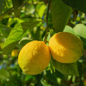 Limoni siciliani - 5Kg