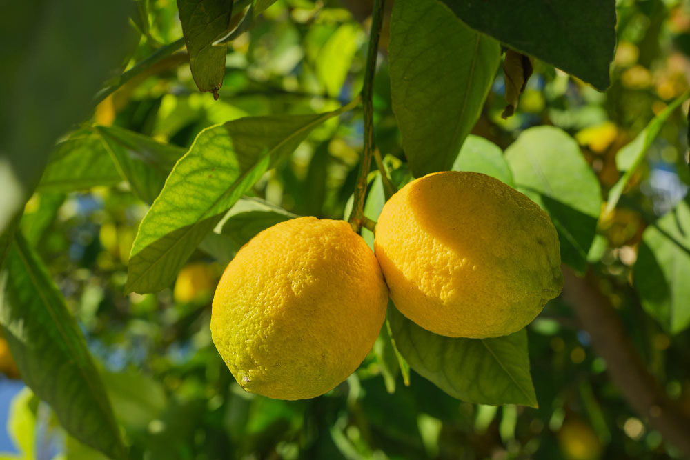 Limoni-Sicilia